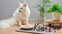 John Dog for Cats - Filety z Kurczaka - 140g