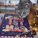 Cat's Love - Kalendarz adwentowy